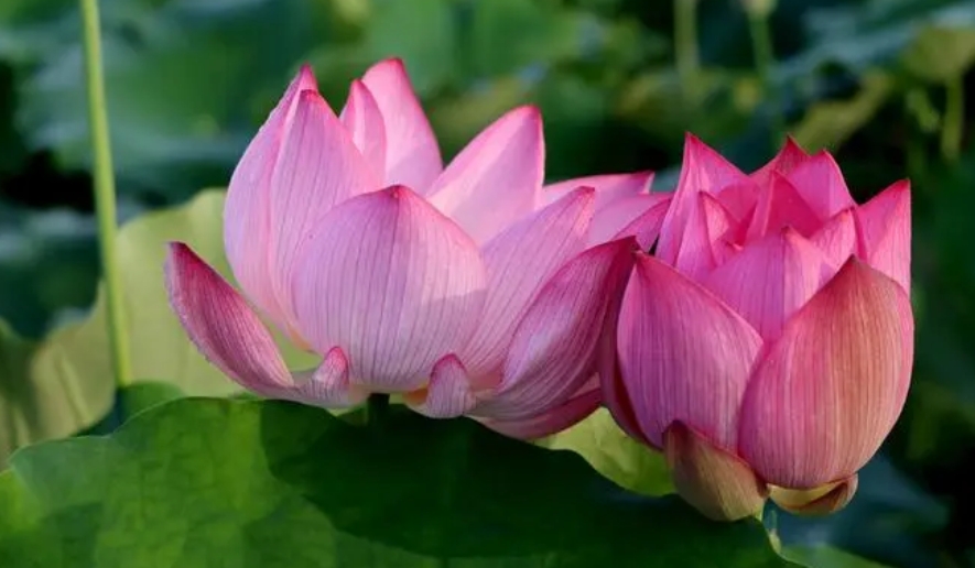西方极乐世界游记(上、中、下)-宽净法师-图片1